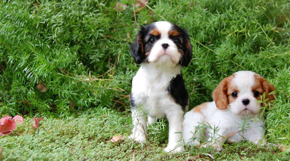 Cailloux Puppies